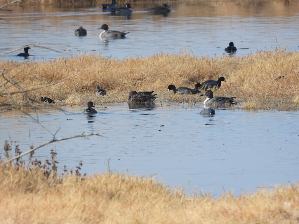 Kern National Wildlife Refuge | 10811 Corcoran Rd, Wasco, CA 93280, USA | Phone: (661) 725-2767