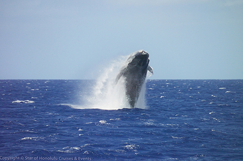 Dolphin Star | Boat Harbor, 85-471 Farrington Hwy, Waianae, HI 96792, USA | Phone: (808) 983-7732