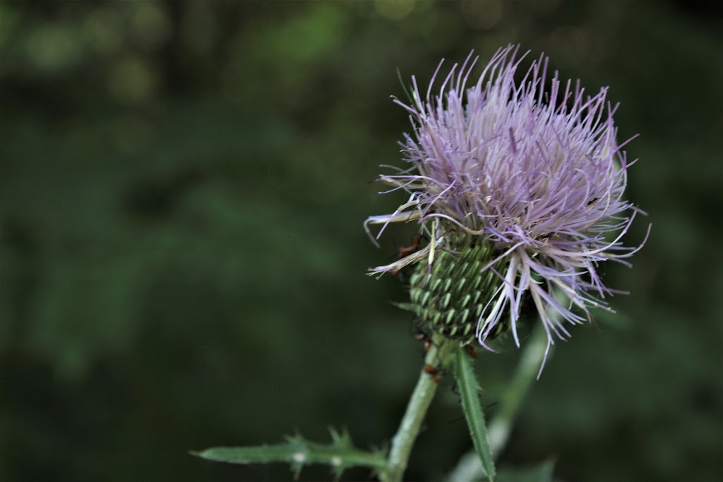 Clear Creek Natural Heritage Center | 3310 Collins Rd, Denton, TX 76208, USA | Phone: (940) 349-7275