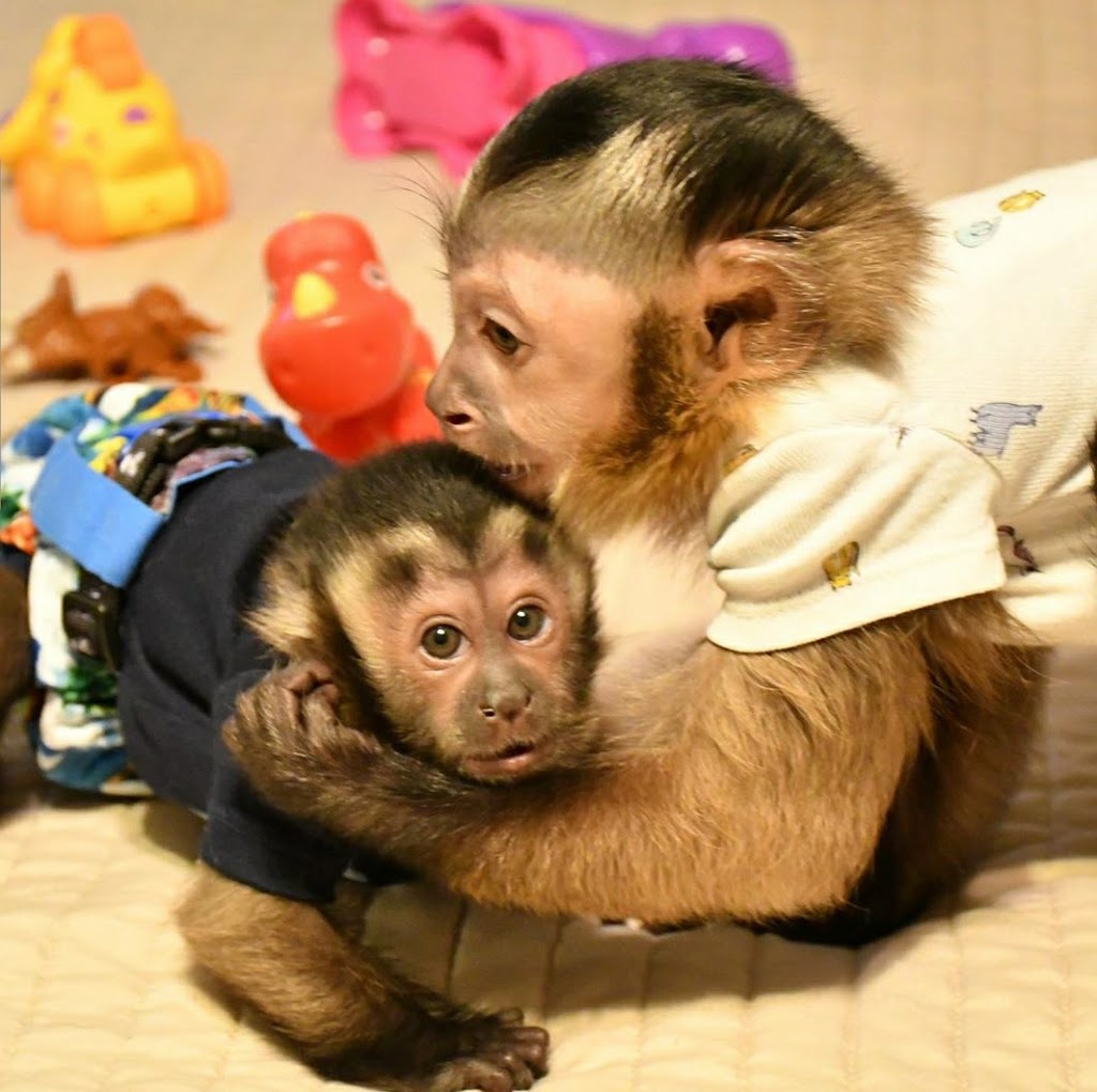 CAPUCHIN MONKEY FOR SALE | 6451moonhill Dr, Dallas, TX 75241, USA | Phone: (254) 244-2821