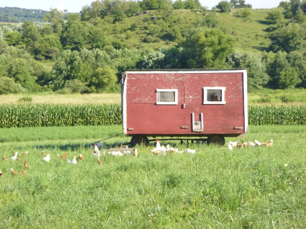 Christensens Farm | N2755 County Hwy M, Browntown, WI 53522, USA | Phone: (608) 966-3464