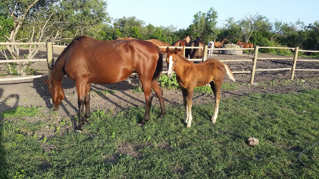 SpiritHorse Horsemanship School | 345 Private Rd 5754, Castroville, TX 78009, USA | Phone: (210) 593-8274