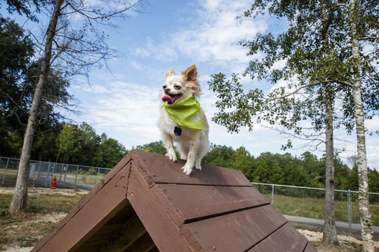 Friends of Raising Canes Camilla City Bark Park | 901 Howze Beach Rd, Slidell, LA 70458, USA | Phone: (985) 646-4371