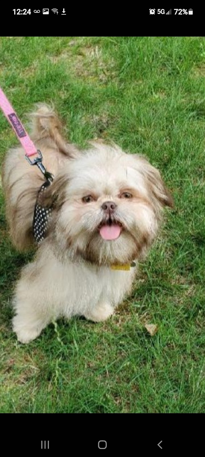 Marys Beautiful Shihtzus | 90 Partition St, Rensselaer, NY 12144, USA | Phone: (518) 225-9050