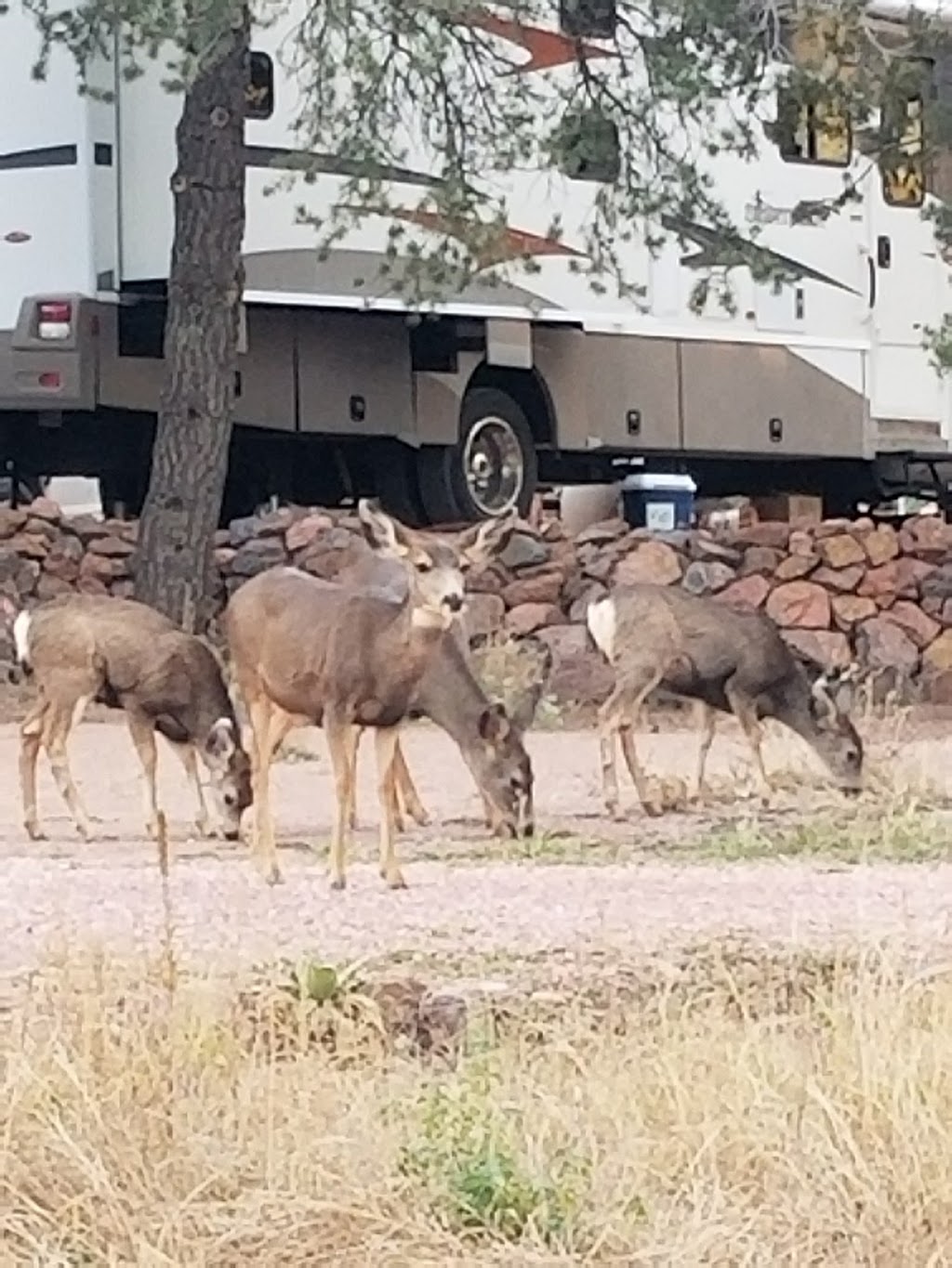 Mountaindale Cabins & RV Resort | 2000 Barrett Rd, Colorado Springs, CO 80926, USA | Phone: (719) 576-0619