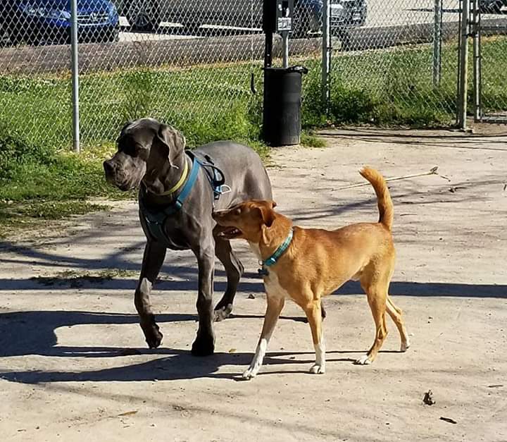 Friends of Raising Canes Camilla City Bark Park | 901 Howze Beach Rd, Slidell, LA 70458, USA | Phone: (985) 646-4371