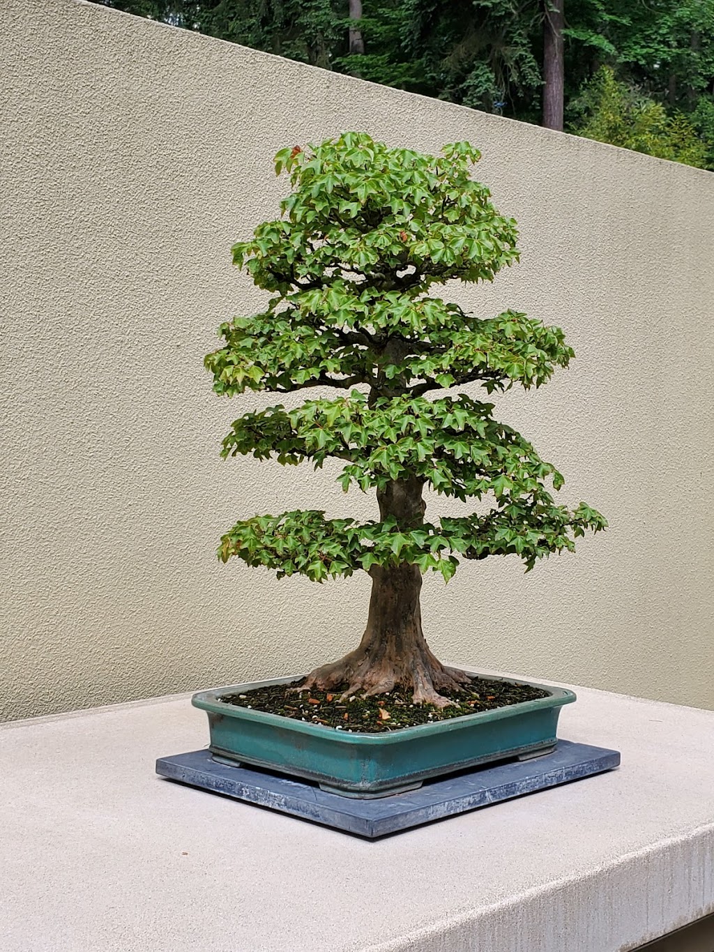 Pacific Bonsai Museum | 2515 S 336th St, Federal Way, WA 98003, USA | Phone: (253) 353-7345