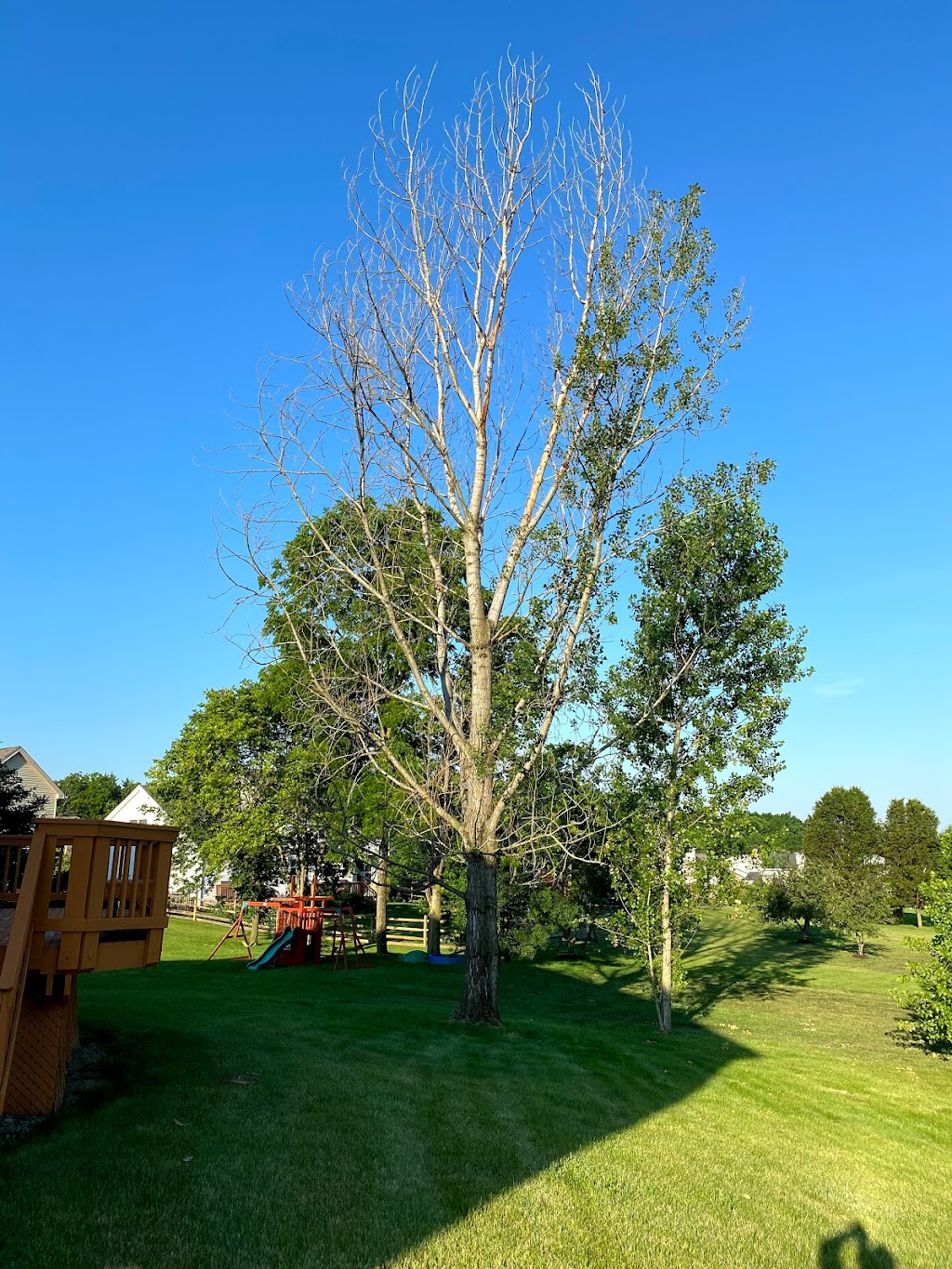 Dayton Tree Professionals LLC | 3924 Bonita Dr, Middletown, OH 45044, USA | Phone: (937) 321-8294