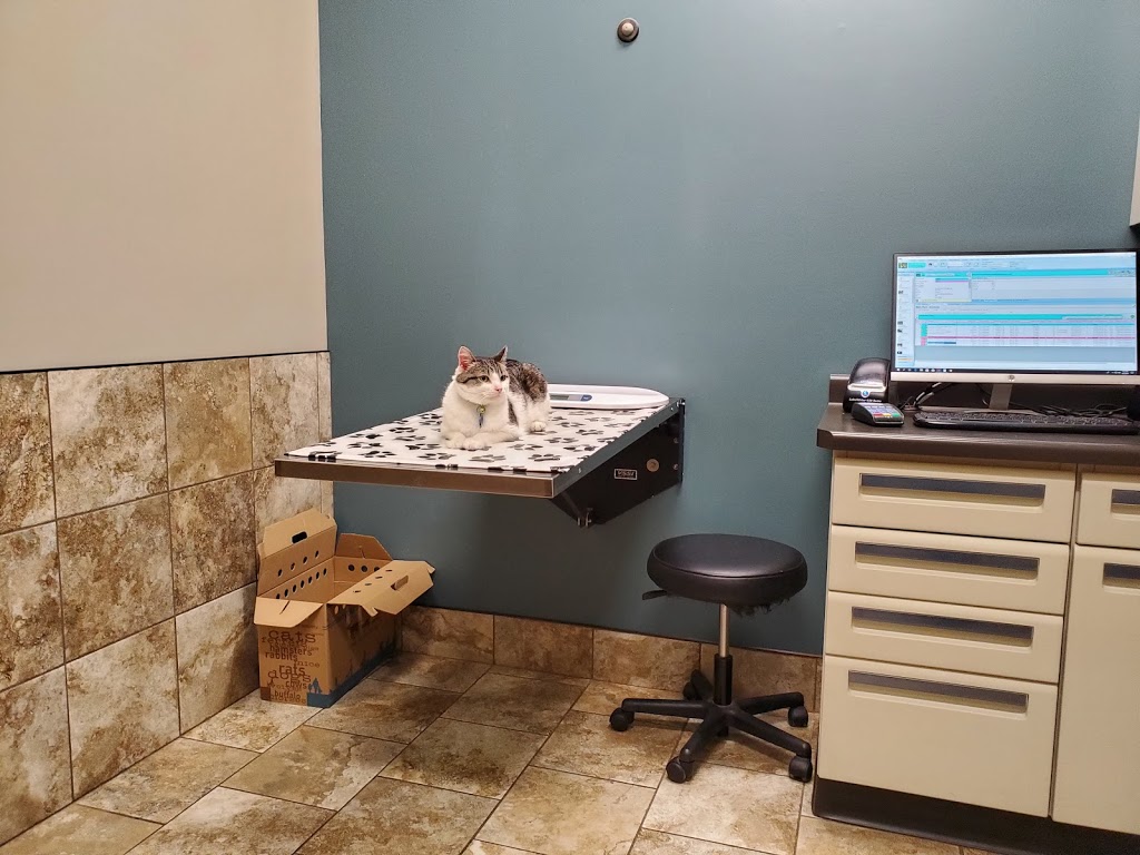 Andover Animal Hospital | 1730 139th Ln NW, Andover, MN 55304, USA | Phone: (763) 434-3933