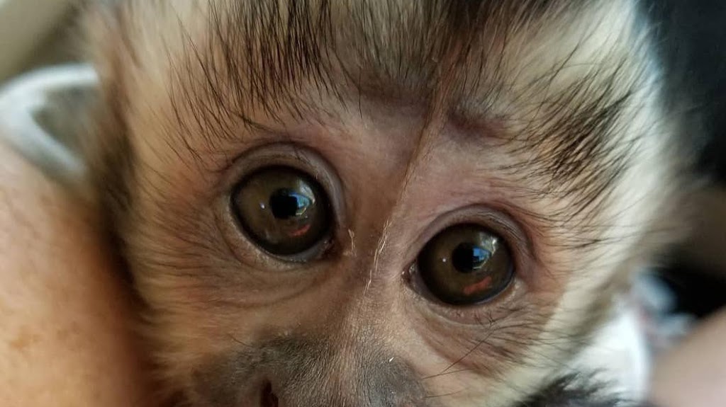 CAPUCHIN MONKEY FOR SALE | 6451moonhill Dr, Dallas, TX 75241, USA | Phone: (254) 244-2821