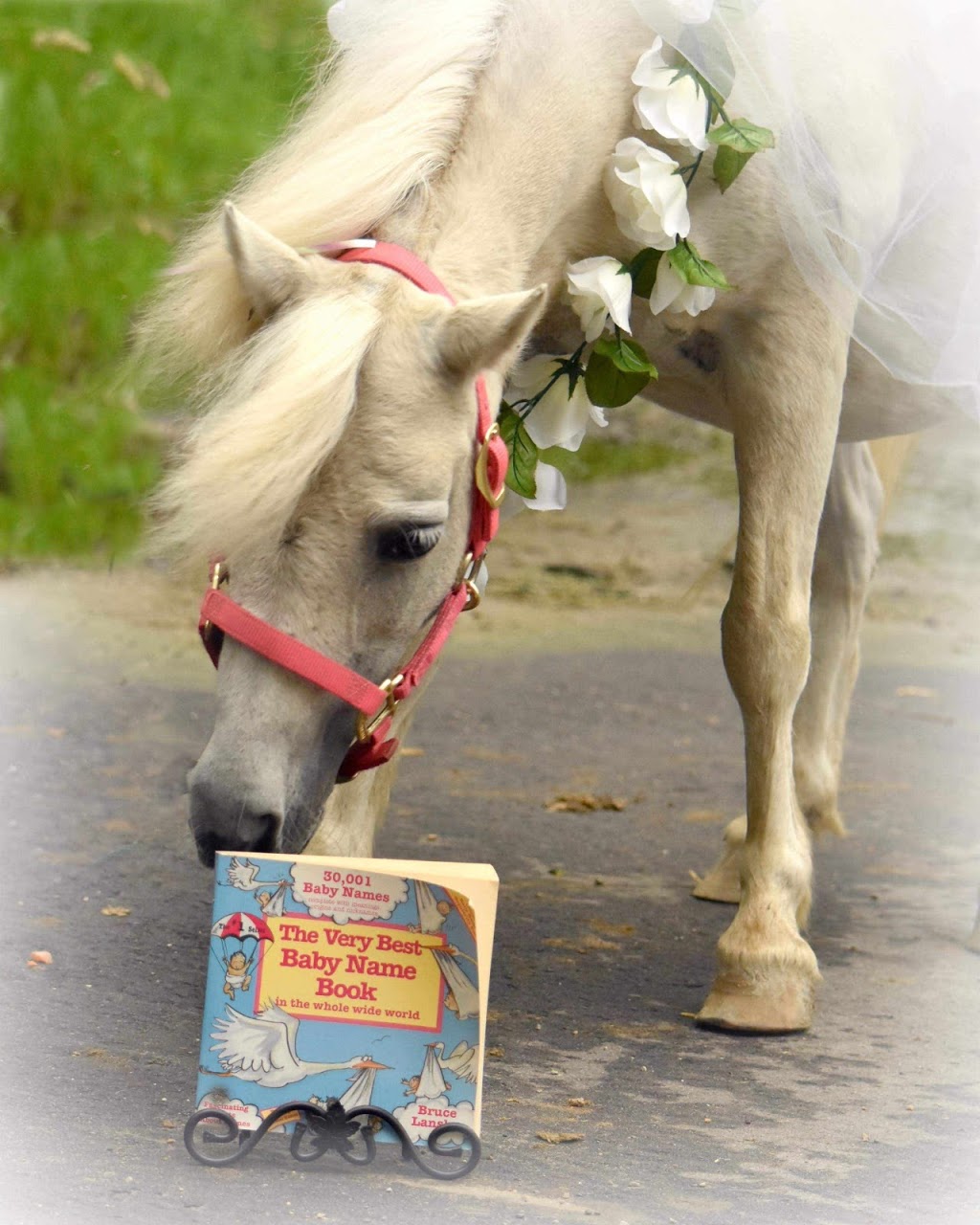 Stable Way Miniature Horse Farm | Armstrong Rd, South Rockwood, MI 48179, USA | Phone: (734) 931-6004