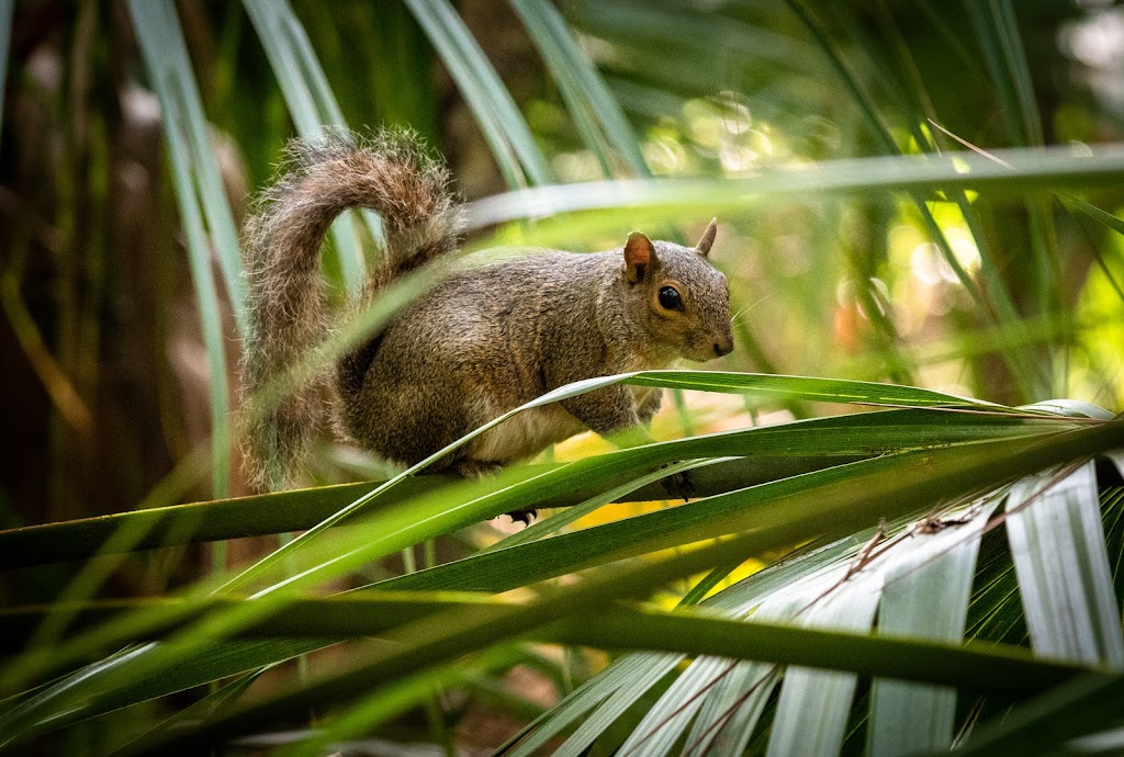 John Chesnut Sr. Park | 2200 E Lake Rd S, Palm Harbor, FL 34685, USA | Phone: (727) 582-2100