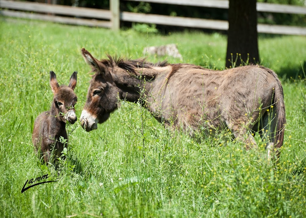 Tollen Farm | 11681 SW Tooze Rd, Wilsonville, OR 97070, USA | Phone: (503) 682-1604