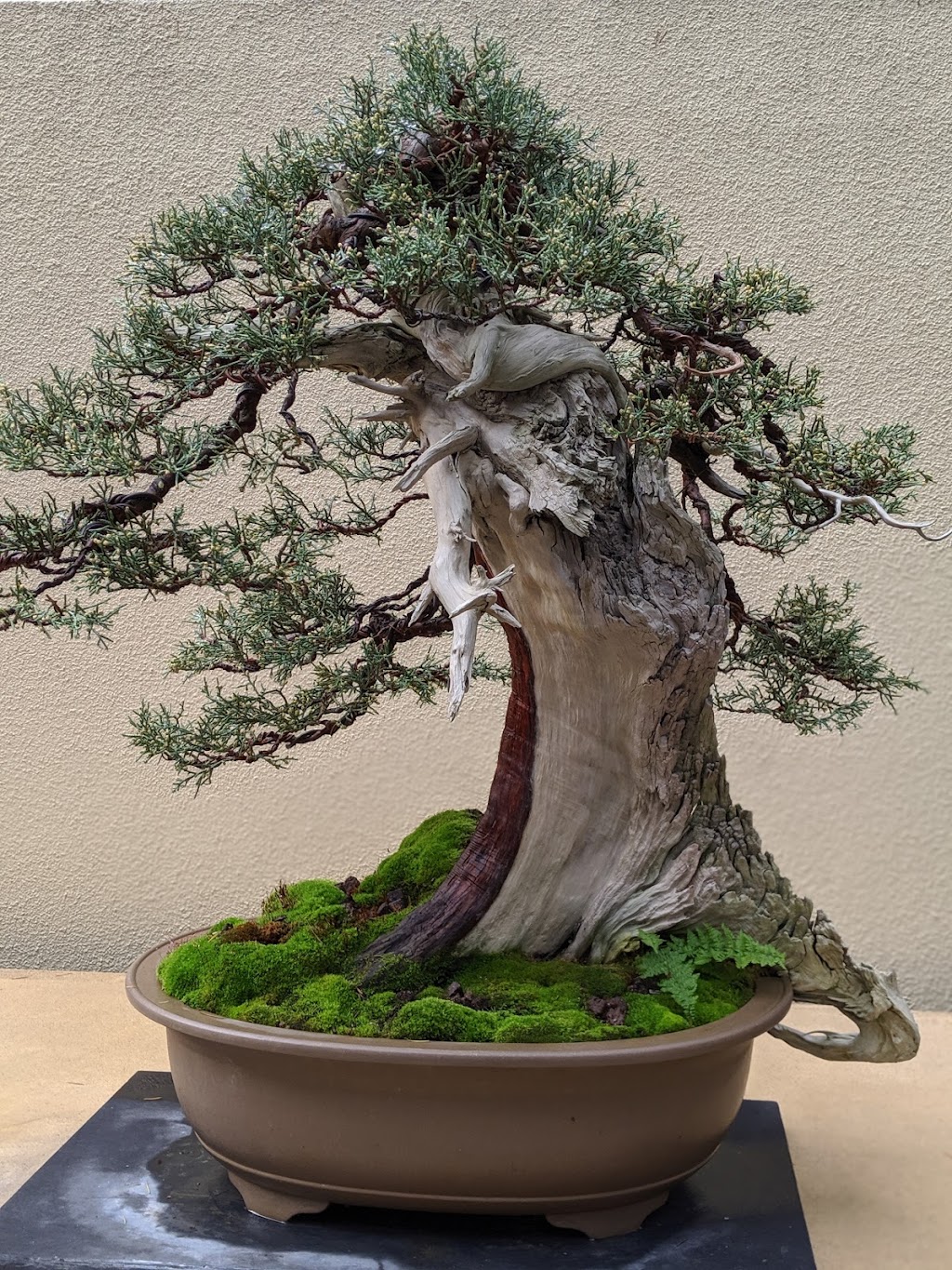 Pacific Bonsai Museum | 2515 S 336th St, Federal Way, WA 98003, USA | Phone: (253) 353-7345