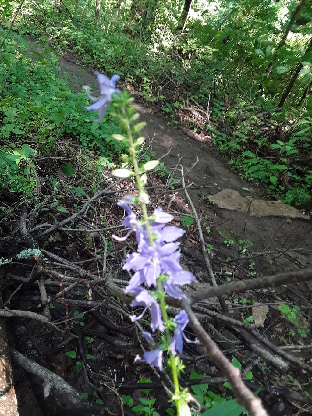 Halls Creek Woods State Nature Preserve | 3232 Mason Morrow Millgrove Rd, Morrow, OH 45152, USA | Phone: (614) 265-6561