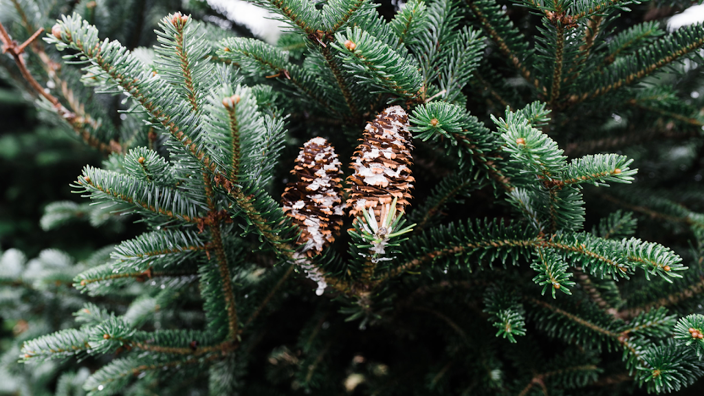 Riverside Christmas Trees | 982 Canal Rd, Marshall, WI 53559, USA | Phone: (608) 334-4257