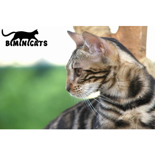 Bimini Bengal & Abyssinian cats kittens cattery | 2721 Haring St, Brooklyn, NY 11235, USA | Phone: (917) 407-8959