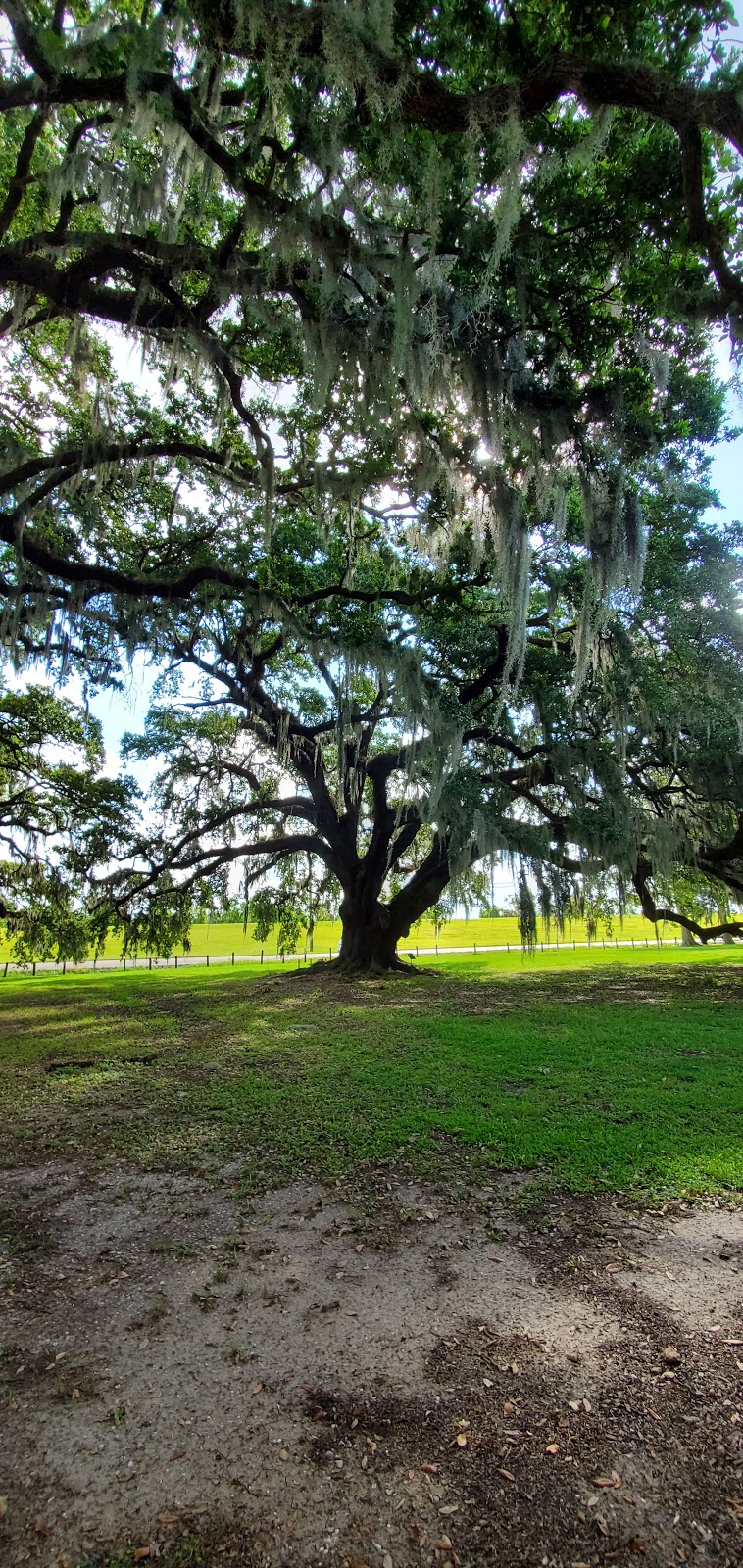 Jefferson Parish Library - Live Oak Library | 125 Acadia Dr, Westwego, LA 70094, USA | Phone: (504) 736-8475